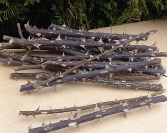 Juego de 50 ramas de rosas silvestres espinosas naturales para decoración rústica y proyectos de manualidades.
