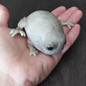 Fantasievolle Silikon-Froschskulptur mit Seerosenblatt, hyperrealistische Taschenmonster-Kunstpuppe, gotisches Kuriositäten-Geschenk Bild 1