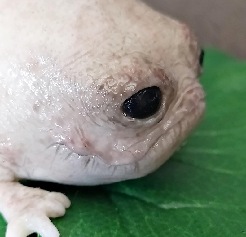 Fantasievolle Silikon-Froschskulptur mit Seerosenblatt, hyperrealistische Taschenmonster-Kunstpuppe, gotisches Kuriositäten-Geschenk Bild 5