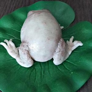 K&ouml;nnte beinhalten: Ein wei&szlig;er Frosch mit braunen Flecken auf R&uuml;cken und Beinen, der auf einem gr&uuml;nen Blatt sitzt.