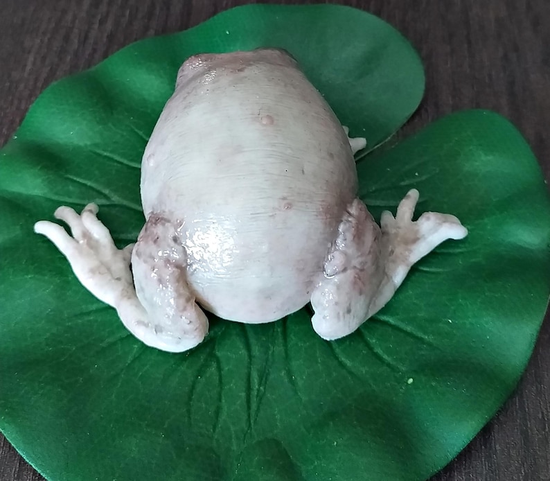 K&ouml;nnte beinhalten: Ein wei&szlig;er Frosch mit braunen Flecken auf R&uuml;cken und Beinen, der auf einem gr&uuml;nen Blatt sitzt.