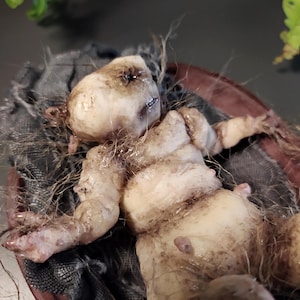 Può includere: Una piccola statuetta pallida e ruvida con testa arrotondata, occhi cuciti scuri e fibre di capelli sparse. Il corpo segmentato color carne presenta piccole protuberanze e poggia su un tessuto scuro stropicciato all'interno di una ciotola ovale.