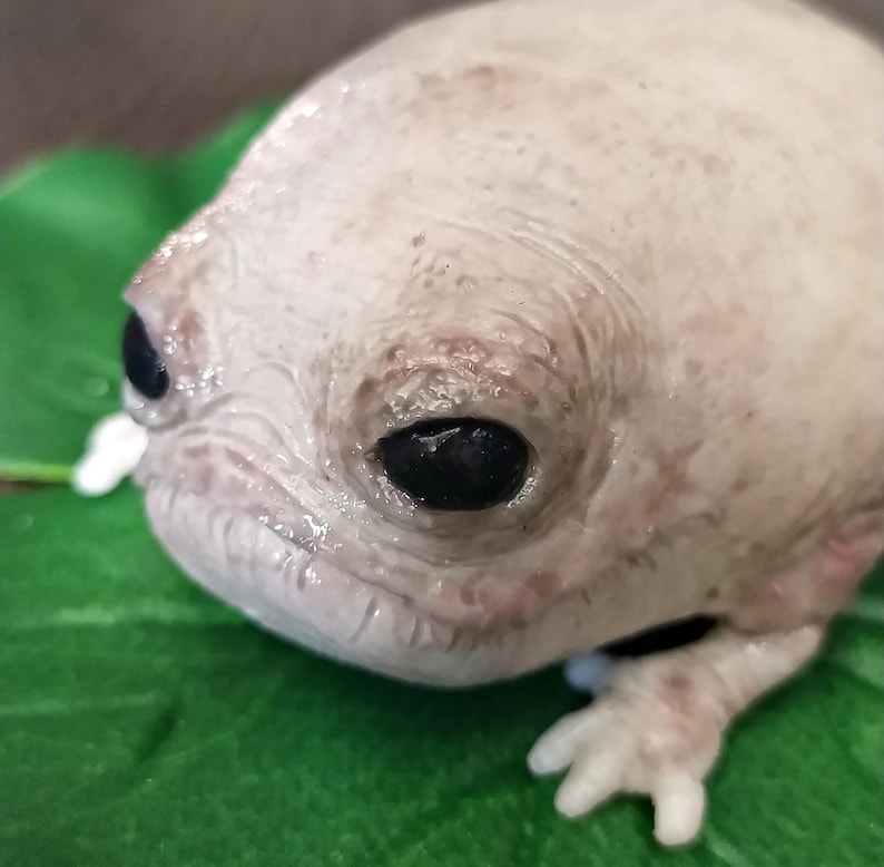 K&ouml;nnte beinhalten: Nahaufnahme einer wei&szlig;en Kr&ouml;te mit gro&szlig;en, dunklen Augen. Die Kr&ouml;te sitzt auf einem gr&uuml;nen Blatt.
