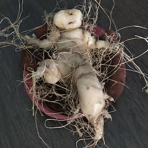 May include: A white, fleshy, humanoid figure with a wrinkled face and long, thin limbs is lying in a brown, woven basket. The figure is surrounded by brown, stringy material.
