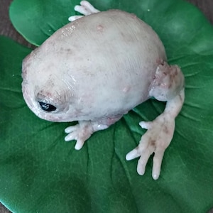 K&ouml;nnte beinhalten: Ein wei&szlig;er Frosch mit braunen Flecken sitzt auf einem gr&uuml;nen Blatt. Der Frosch hat gro&szlig;e, dunkle Augen und einen runden K&ouml;rper.