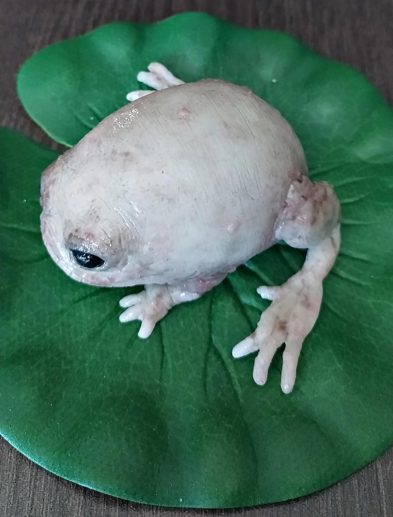 K&ouml;nnte beinhalten: Ein wei&szlig;er Frosch mit braunen Flecken sitzt auf einem gr&uuml;nen Blatt. Der Frosch hat gro&szlig;e, dunkle Augen und einen runden K&ouml;rper.