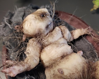 Mandrágora viviente, 15 cm, silicona de platino, Fantasía, Laberinto del fauno, figura sobre plato de resina