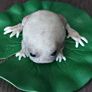 Fantasievolle Silikon-Froschskulptur mit Seerosenblatt, hyperrealistische Taschenmonster-Kunstpuppe, gotisches Kuriositäten-Geschenk Bild 4