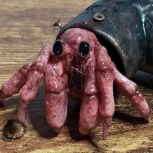 Pode incluir: Um caranguejo eremita rosa com olhos pretos está usando uma concha de couro marrom escuro. O caranguejo está em uma superfície de madeira.