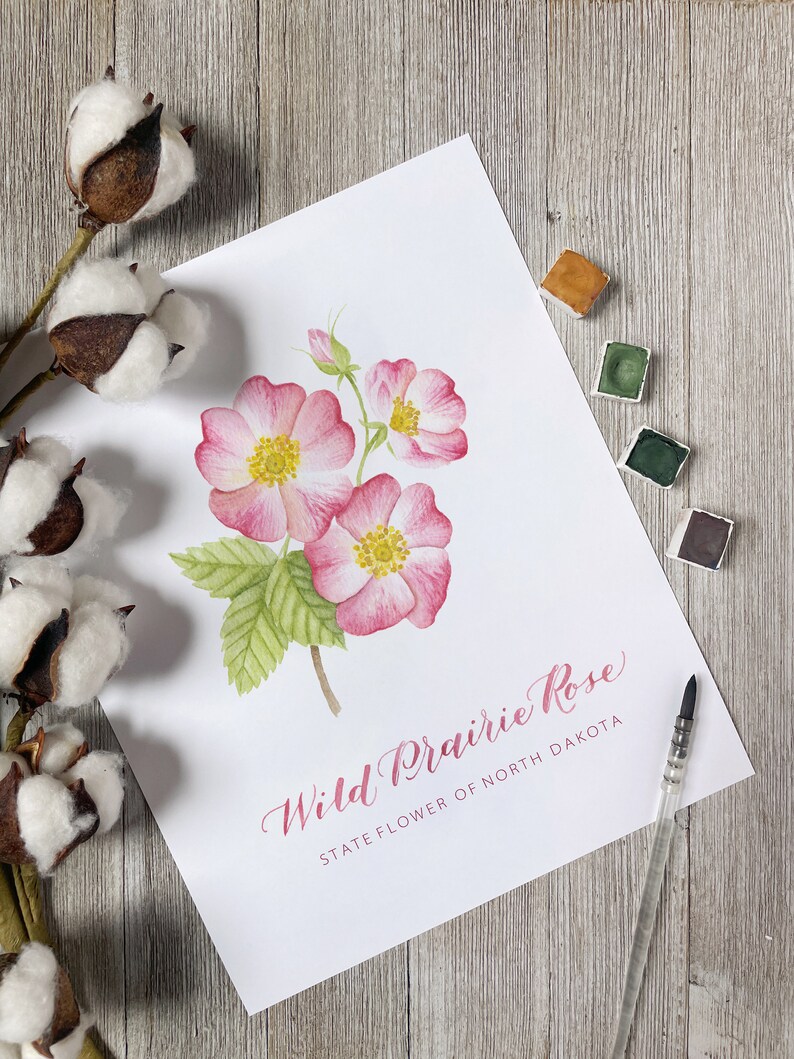North Dakota Wild Prairie Rose Art Print: Watercolor State Flower - Etsy