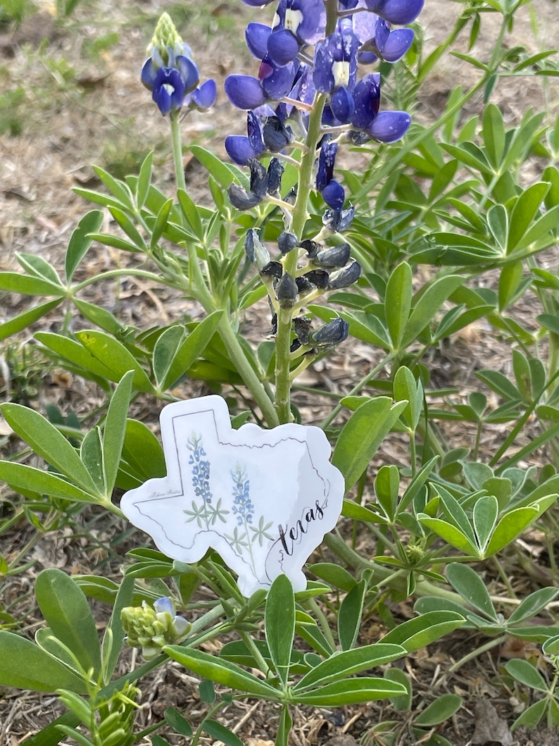 May include: A sticker in the shape of Texas with a watercolor illustration of bluebonnets and the word "Texas" in script. The sticker is placed among green leaves and blue flowers.
