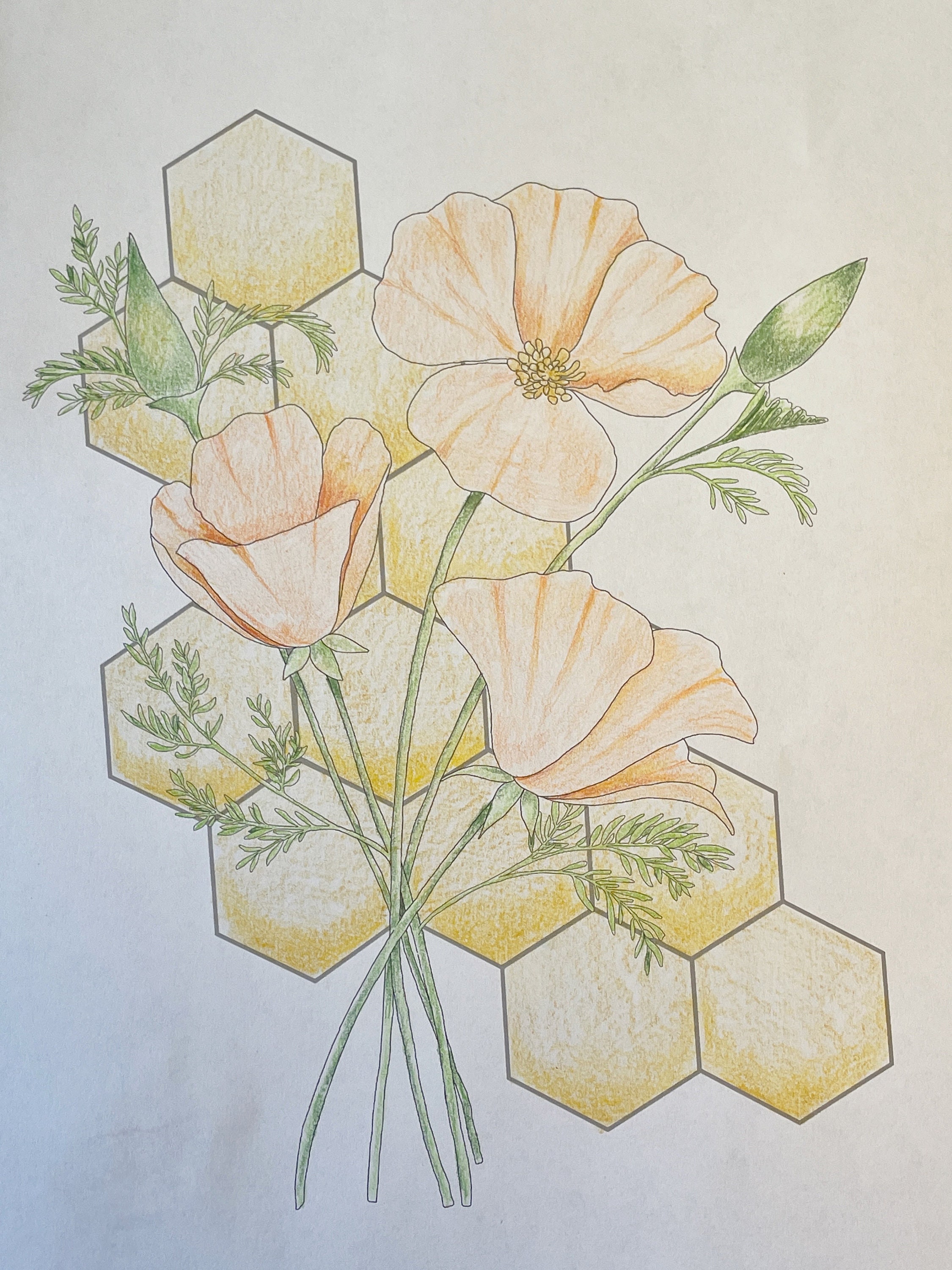 California Poppy Coloring Page Printable | California State Flower ...