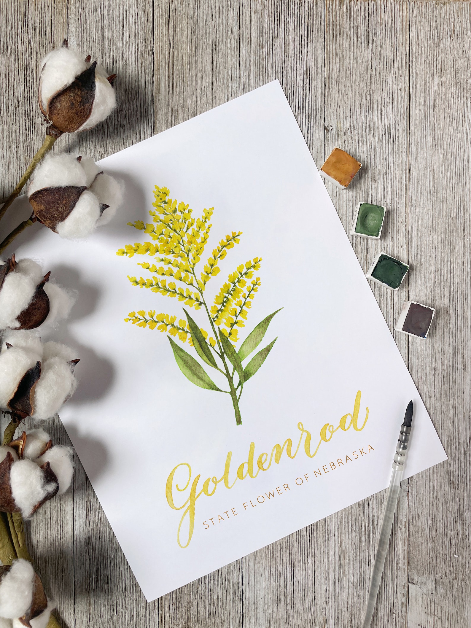 Nebraska State Flower and Shape Goldenrod Fine Art Watercolor Print - Etsy