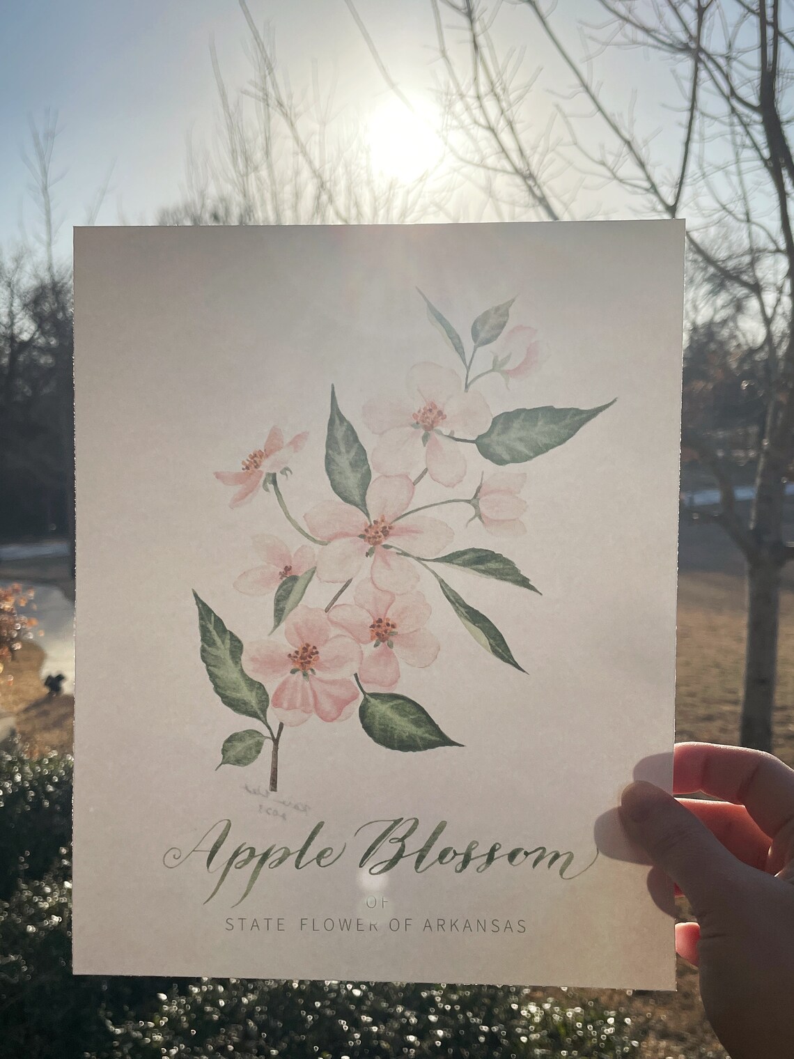 Arkansas State Flower Print | Apple Blossom Watercolor Painting and ...