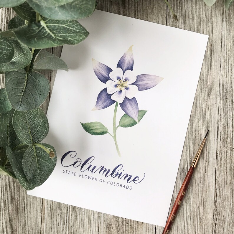 Colorado Columbine State Flower Watercolor Painting and Lettering - Etsy
