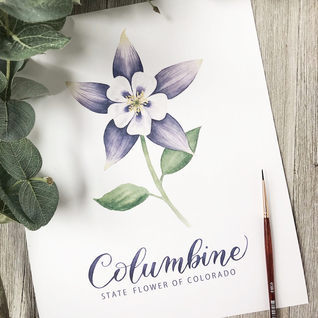 Colorado Columbine State Flower Watercolor Painting and - Etsy