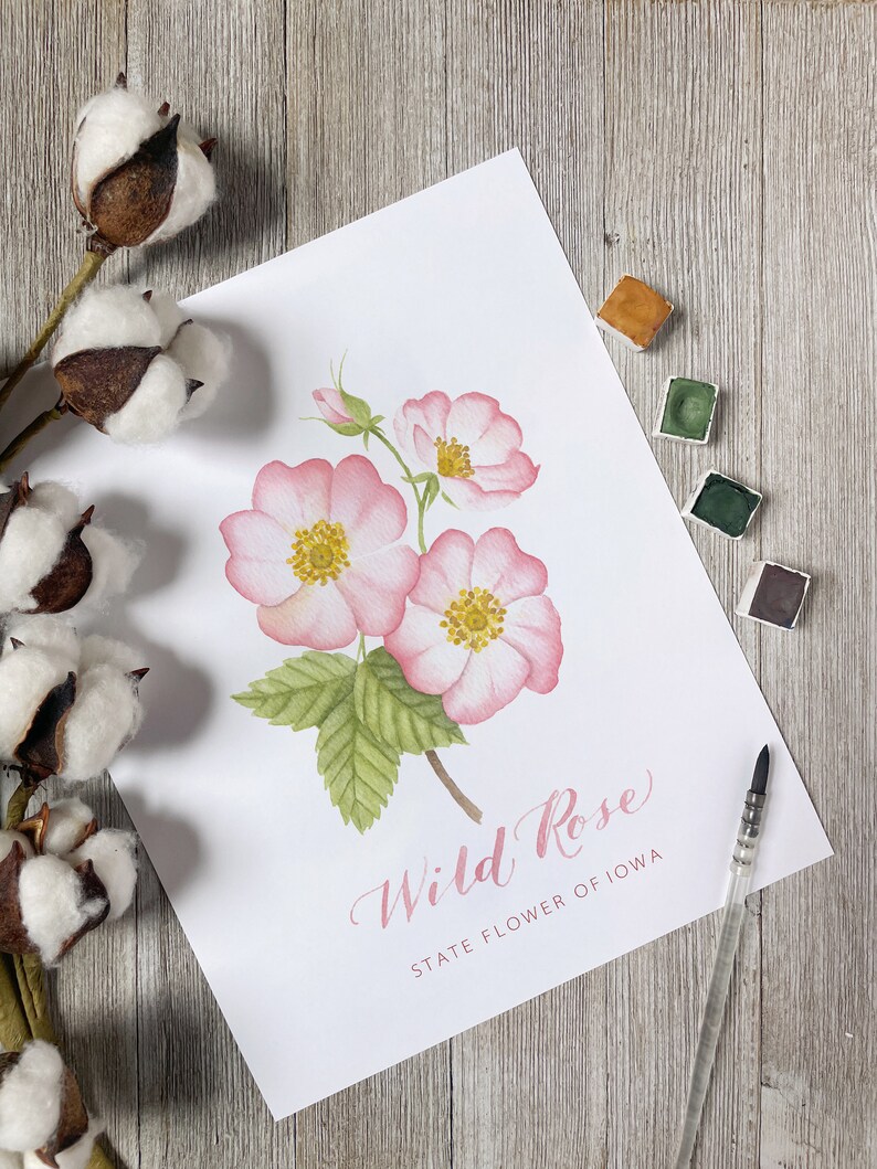 Iowa State Flower and Shape Print | Wild Rose Fine Art Watercolor Print ...
