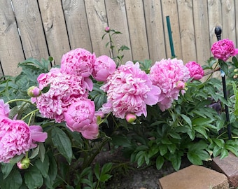 Sarah Barnhart Peony Rhizome: Large Fragrant Pink Blooms (1 pc Bare Root)