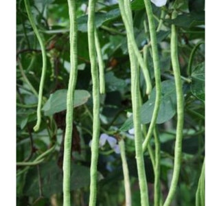 String beans seeds