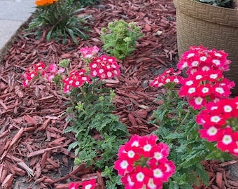 Mixed verbena seeds