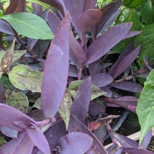 Milk‐tree♡ African Milk Tree 🪴 These plants enjoy: ☼A few hours of morning