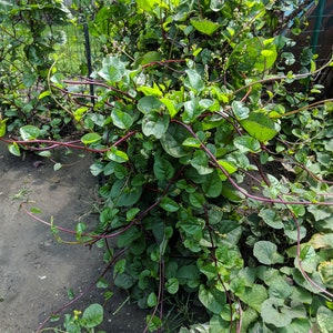 Milk‐tree♡ African Milk Tree — KinKa