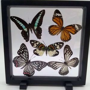 Real Butterflies in 3D Frame Butterfly Art Nature Decor Whimsy Boho Home Decor