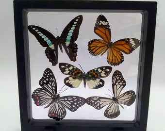 Real Butterflies in 3D Frame Butterfly Art Nature Decor Whimsy Boho Home Decor