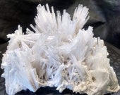Quality Collector Scolecite Flower Spray Fan Cabinet Display Scolecite Specimen XL Scolecite Flower Fan Formation