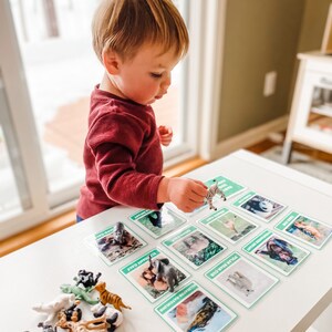 May include: A child plays a matching game with animal cards and figurines. The cards feature images of different animals, including a zebra, elephant, polar bear, and tiger. The figurines are made of plastic and are painted in realistic colors.