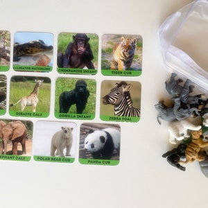 May include: A set of 12 flashcards featuring different baby animals, including a rhino calf, alligator hatchling, chimpanzee infant, tiger cub, hippo calf, giraffe calf, gorilla infant, zebra foal, elephant calf, polar bear cub, and panda cub. The flashcards are green and white with a picture of the animal on the front and the animal's name on the bottom.