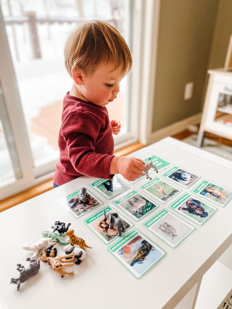 May include: A child plays a matching game with animal cards and figurines. The cards feature images of different animals, including a zebra, elephant, polar bear, and tiger. The figurines are made of plastic and are painted in realistic colors.