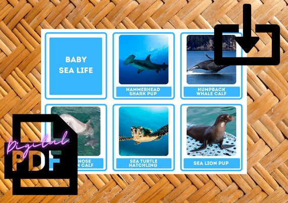 Toddler Matching Sea Animal Game PRINTABLE Montessori Learning - Etsy