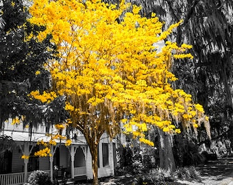 Photograph - Golden Trumpet Tree in FULL Bloom in front of black and white Florida Live Oak trees - a range of sizes and media