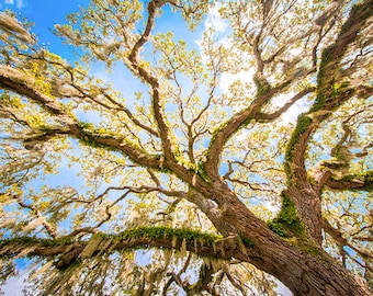 Photograph "Skyward" looking skyward up into a beautiful Florida Live Oak tree - a range of sizes and media
