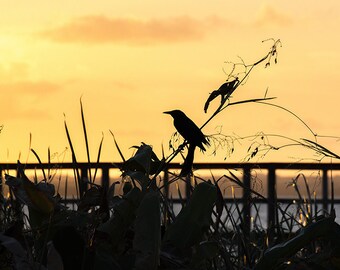 Photograph - Lake Apopka in Oakland, Florida at sundown- a range of sizes and media