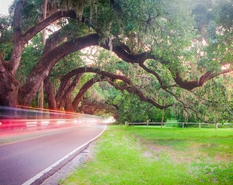 Photograph - Majestic Florida Live Oaks and how they see us - an artistic comment on the speed of our lives - a range of sizes and media