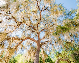Photograph - The huge oak at the entrance of the Oakland Nature Preserve in Oakland, Florida - a range of sizes and media