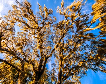 Photograph - Golden moss at sundown on a beautiful blue sky background