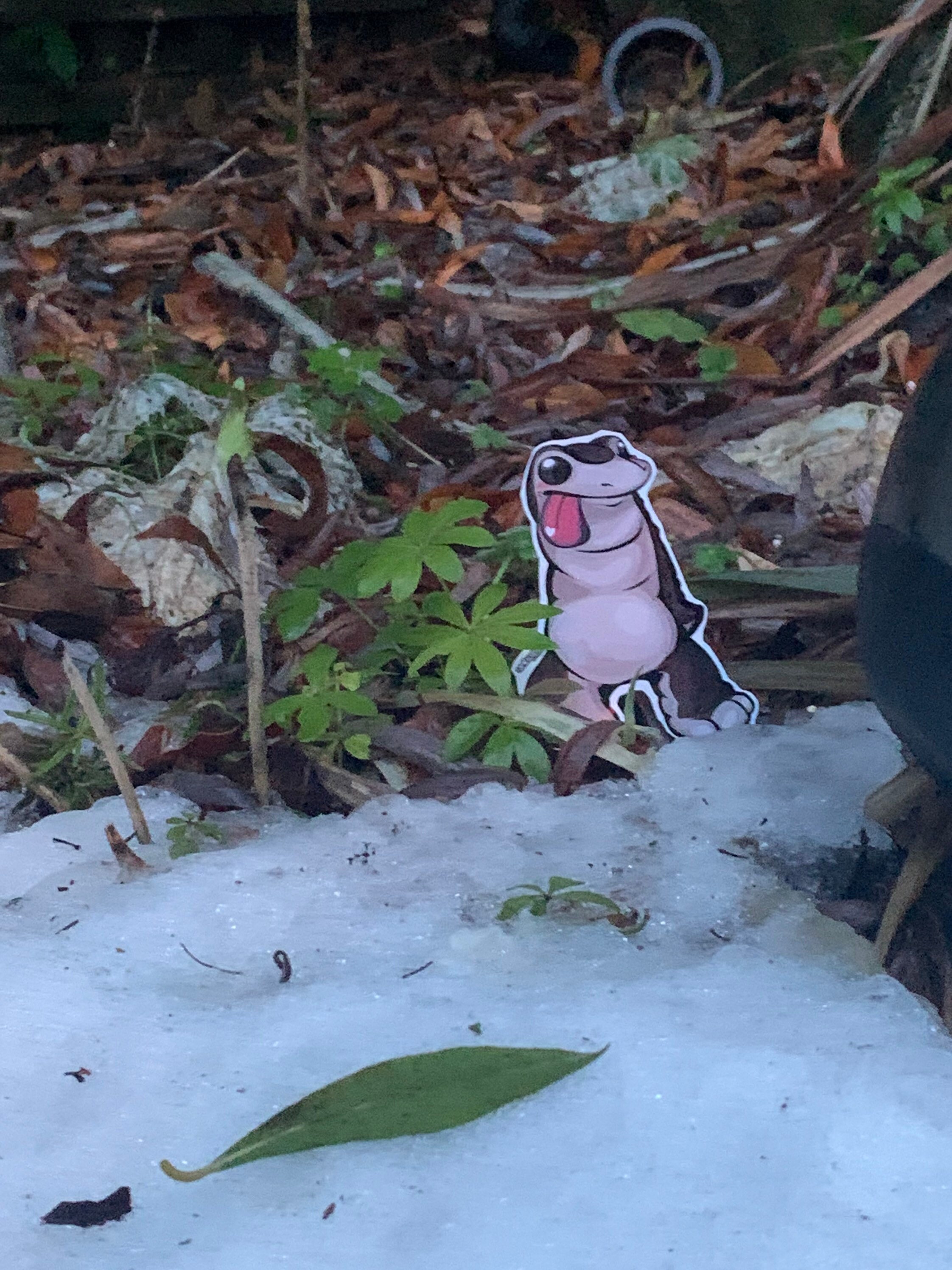 Mocc “canada Mountain Creature Caught Running Behind Google Street