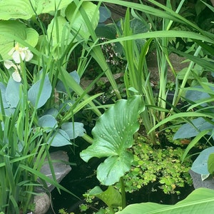 May include: A small pond with green lily pads and other aquatic plants. The pond is surrounded by lush green foliage, including large leaves and tall grasses.
