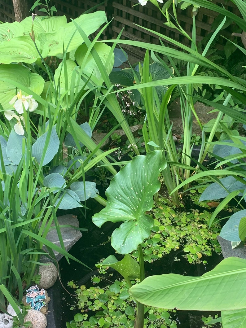 May include: A small pond with green lily pads and other aquatic plants. The pond is surrounded by lush green foliage, including large leaves and tall grasses.