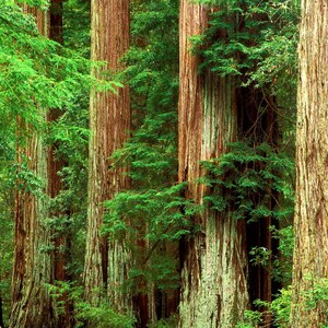 Western Red Cedar Tincture, Organic (Thuja plicata) image 4