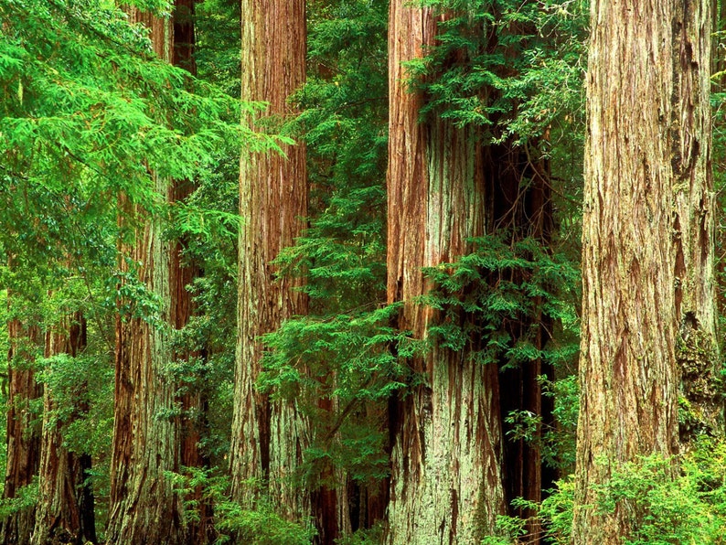 Western Red Cedar Tincture, Organic (Thuja plicata) image 4