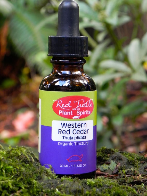 Western Red Cedar Tincture, Organic (Thuja plicata)