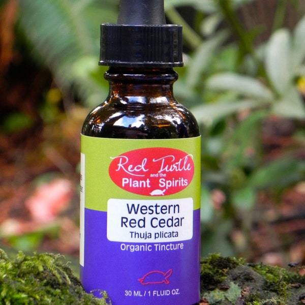 Western Red Cedar Tincture, Organic (Thuja plicata)