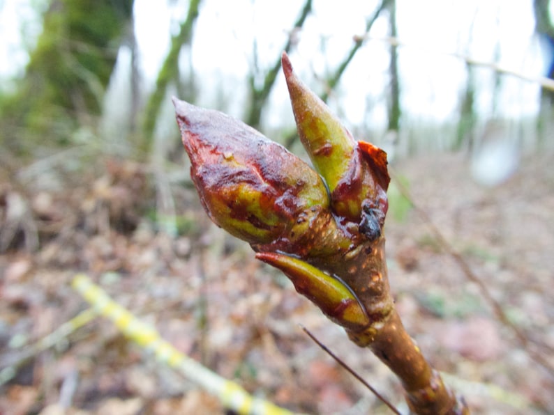Cottonwood Bud Salve Organic 1 Oz. populus Trichocarpa Etsy