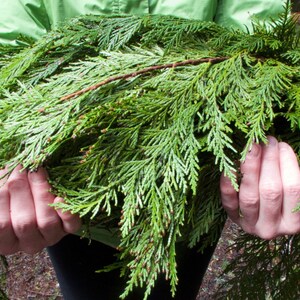 May include: A person holding a large bundle of green cedar branches.