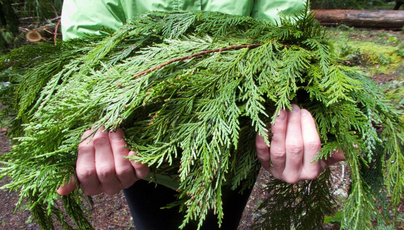 May include: A person holding a large bundle of green cedar branches.