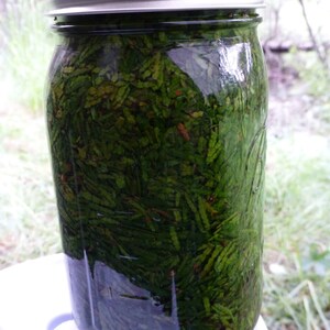 Western Red Cedar Tincture, Organic (Thuja plicata) image 5